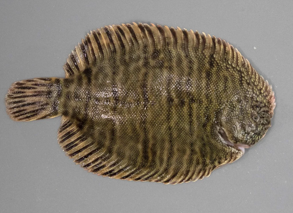 Hogchoker