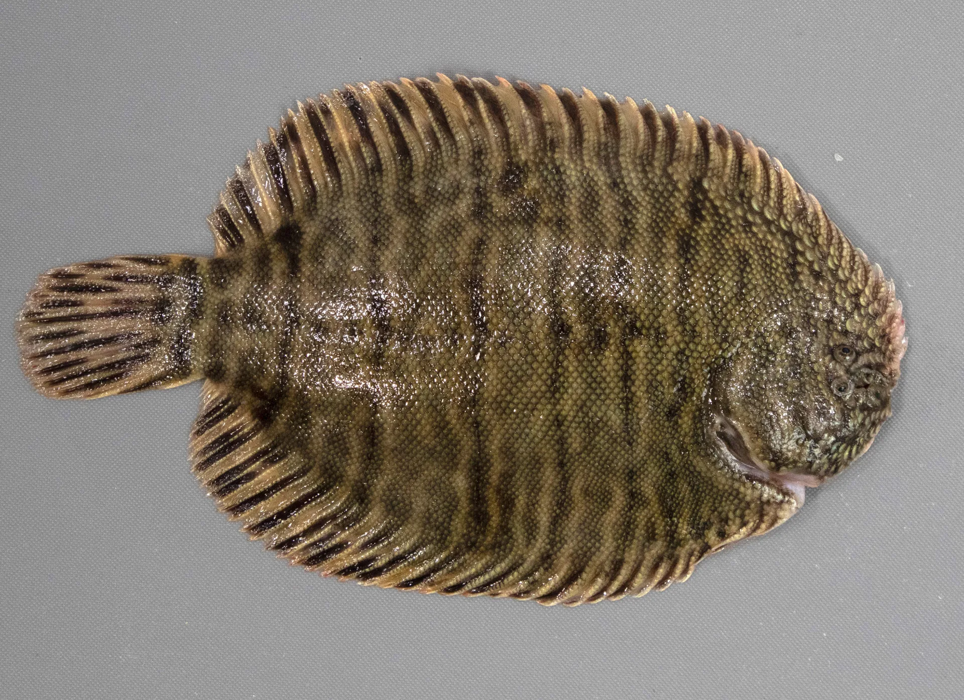 Hogchoker