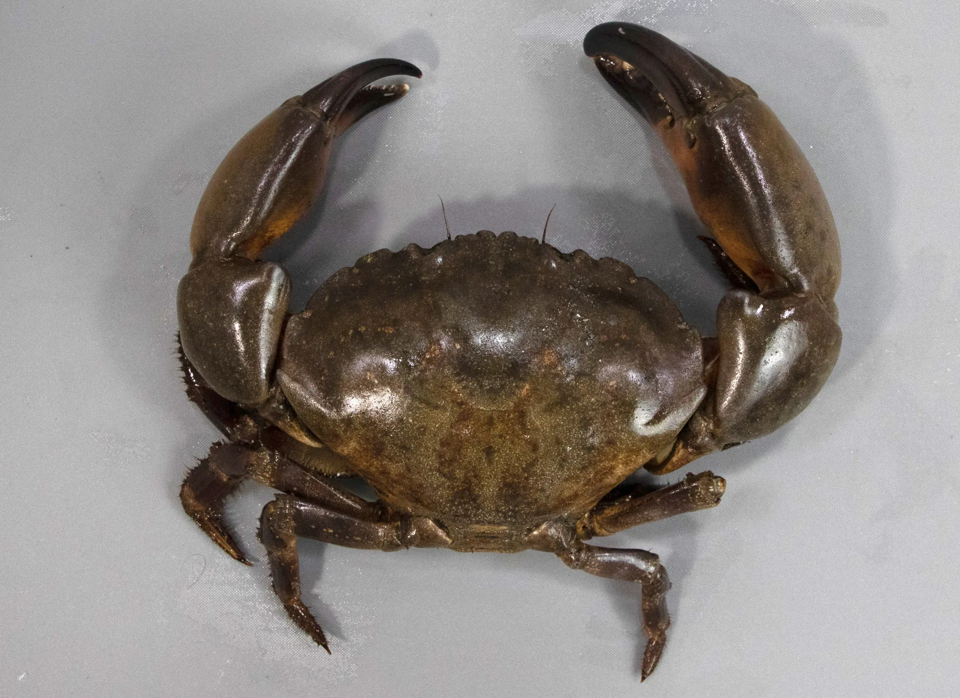 129_CrabStone_FP