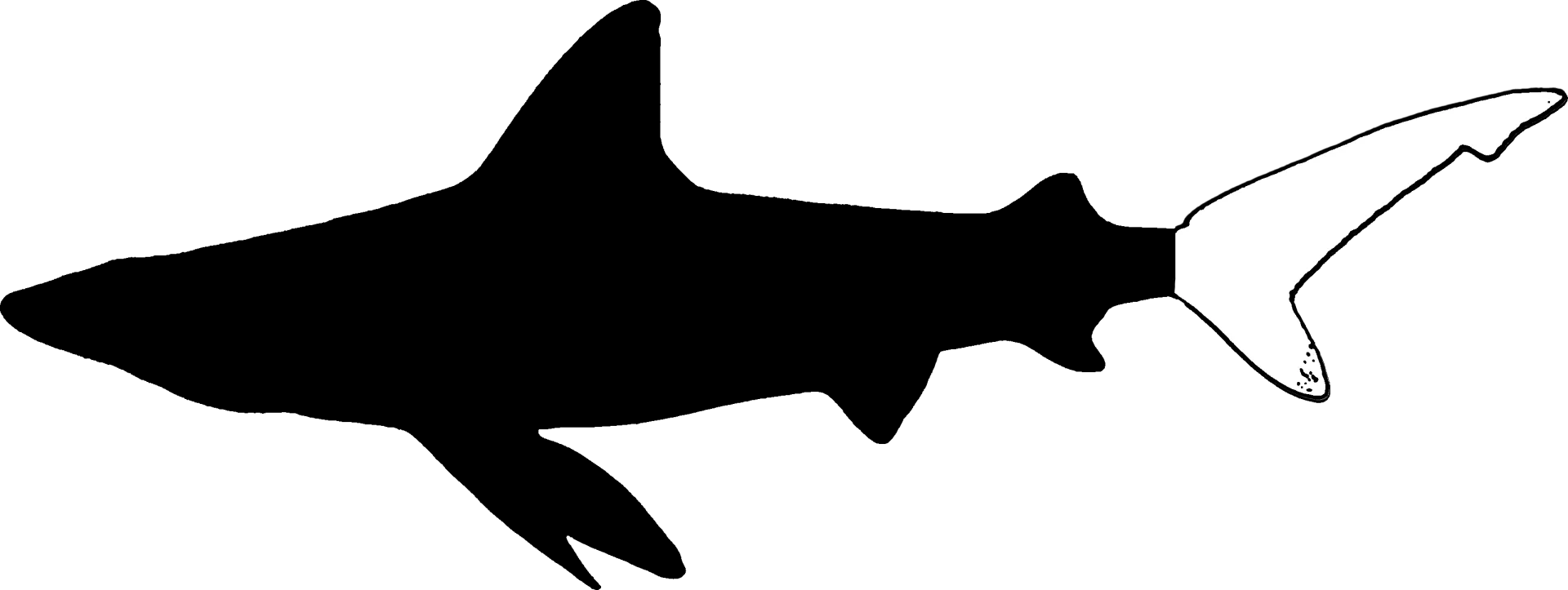 Heterocercal