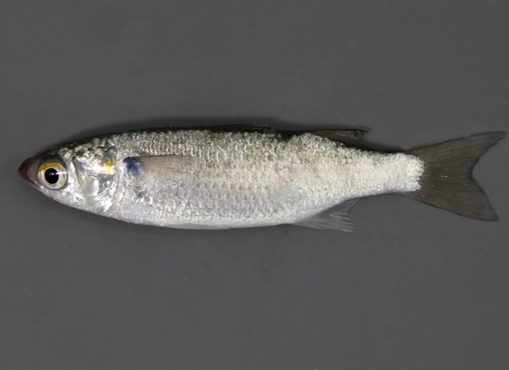 White Mullet