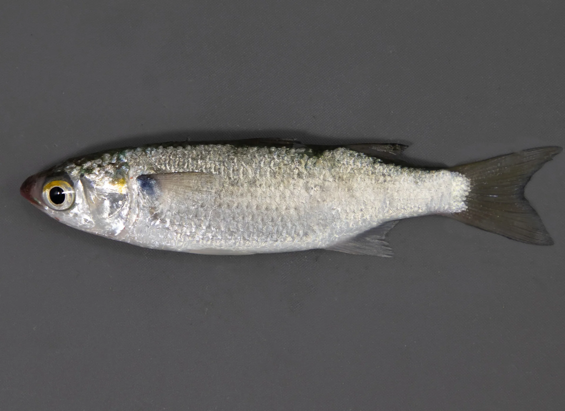 White Mullet