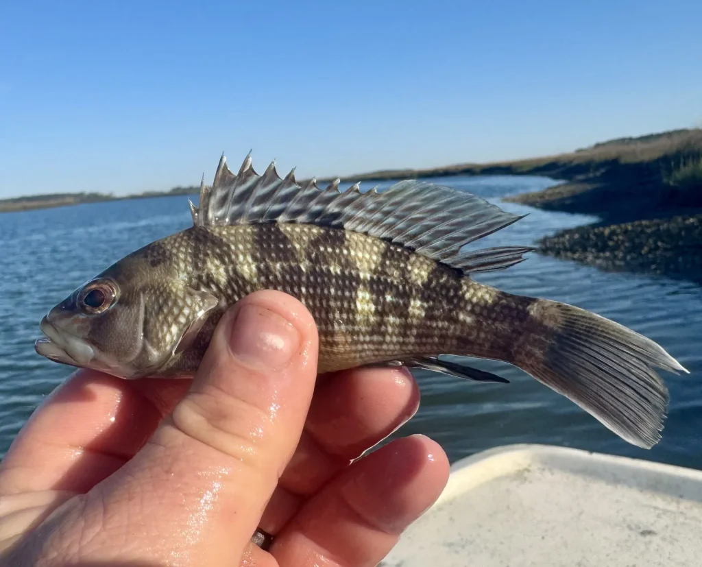 Juvenile black seabass caught in Sapelo Sound during an EFMC sampling trip.