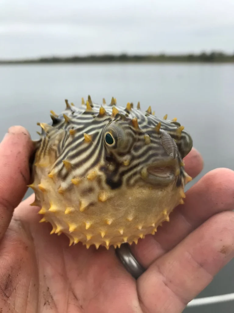 an inflated striped burfish caught during a trawl.