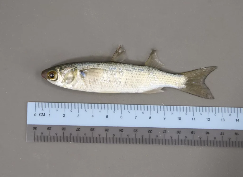 the striped mullet (Mugil cephalus) is a common inhabitant of Georgia’s coastal rivers, estuaries and offshore waters.
