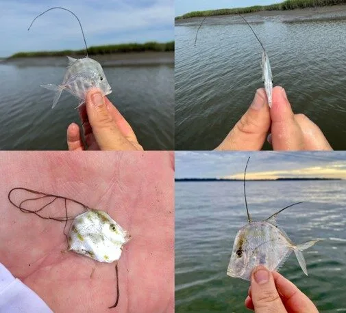 Various lookdowns caught during EFMC trawls. Note the top right picture that illustrates its laterally compressed body.
