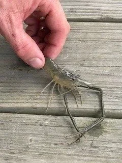 A cinnamon river shrimp (Macrobrachium acanthurus) caught in McIntosh County