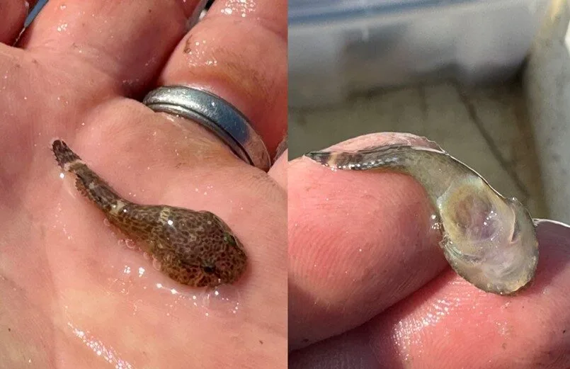 A skilletfish caught in an EFMC trawl in Sapelo Sound