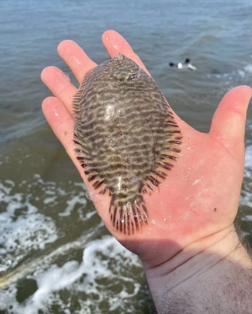 The author holding a hogfish caught in a recent trawl.