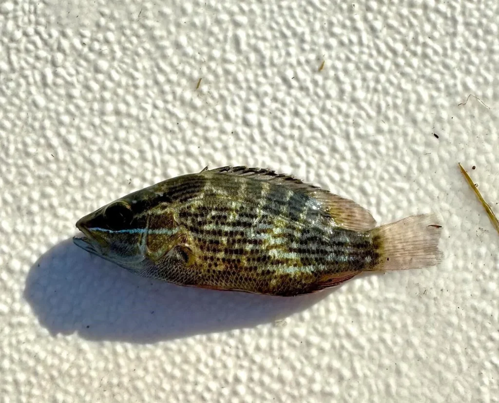 Juvenile mangrove snapper