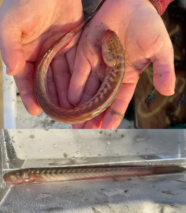Examples of violet gobies (Gobioides broussonnetii) caught during EFMC trawls in Sapelo and Doboy Sounds.