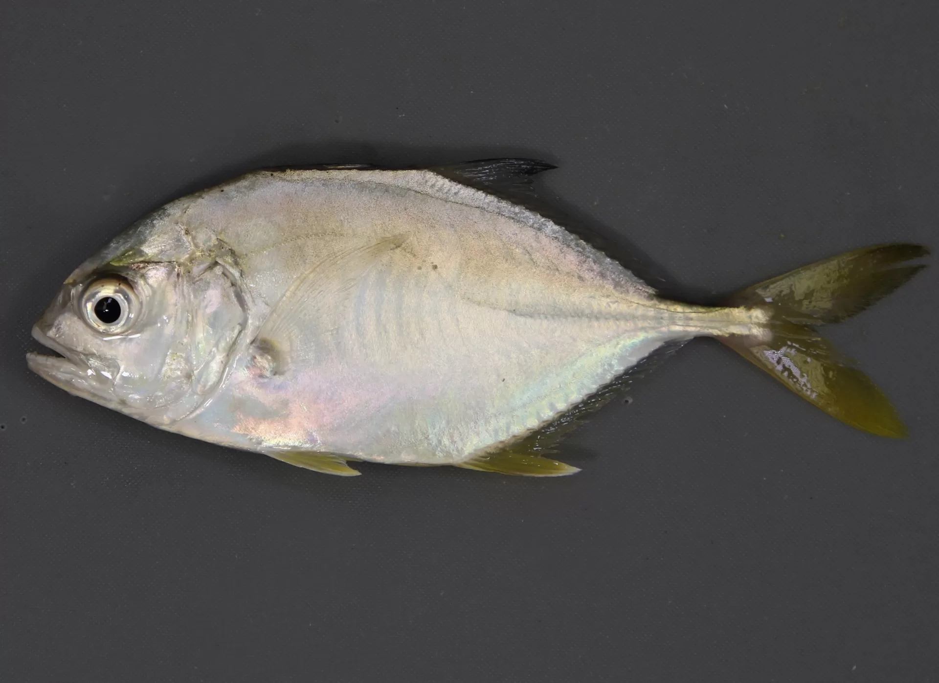 JackCrevalle