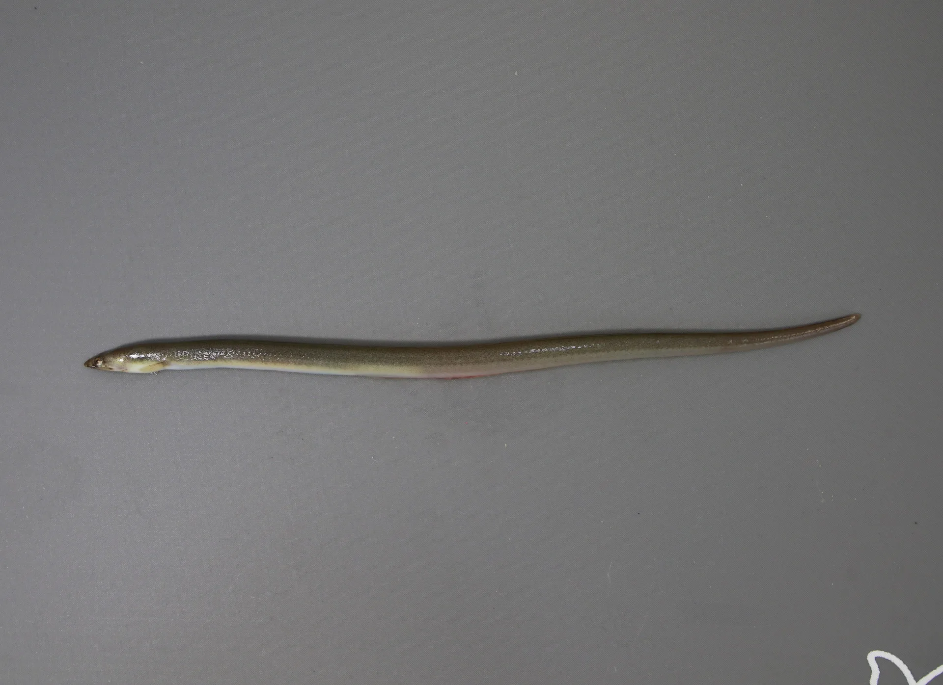 Eel Shrimp