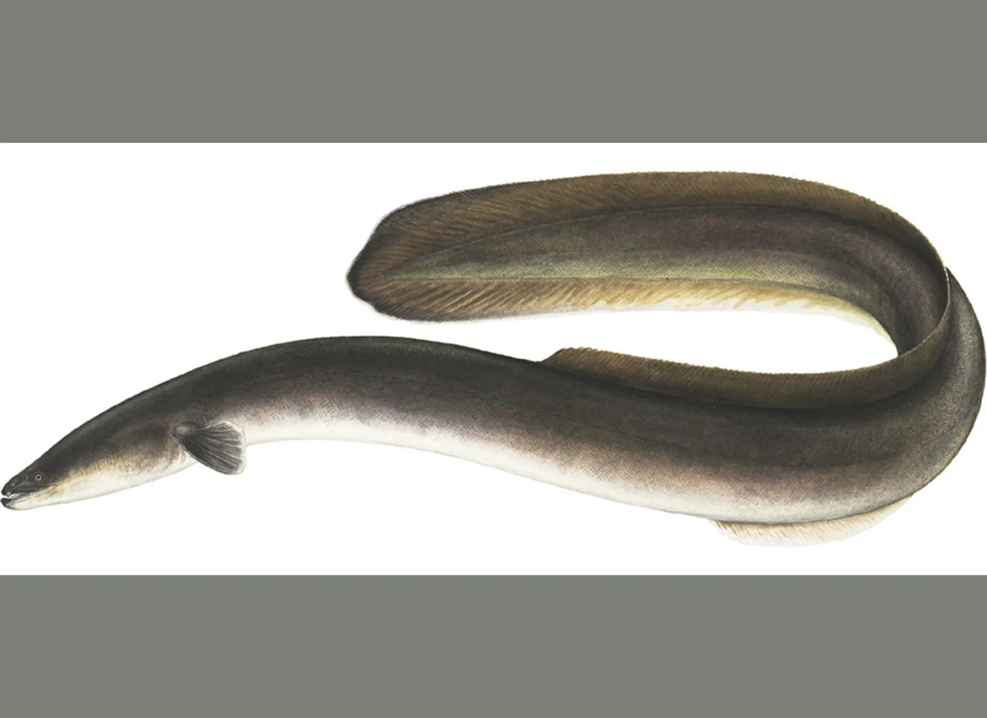 American Eel