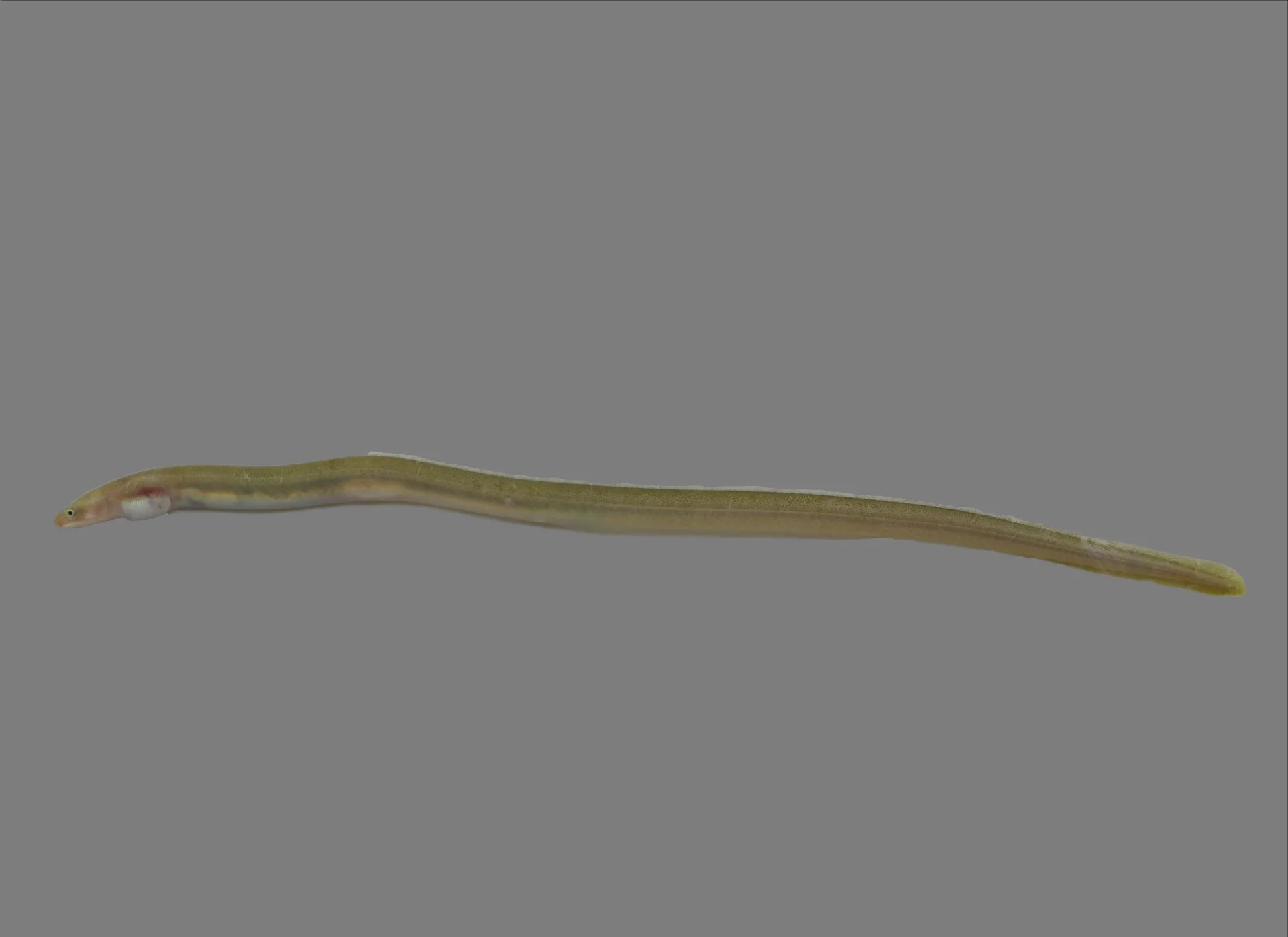Speckled Worm Eel