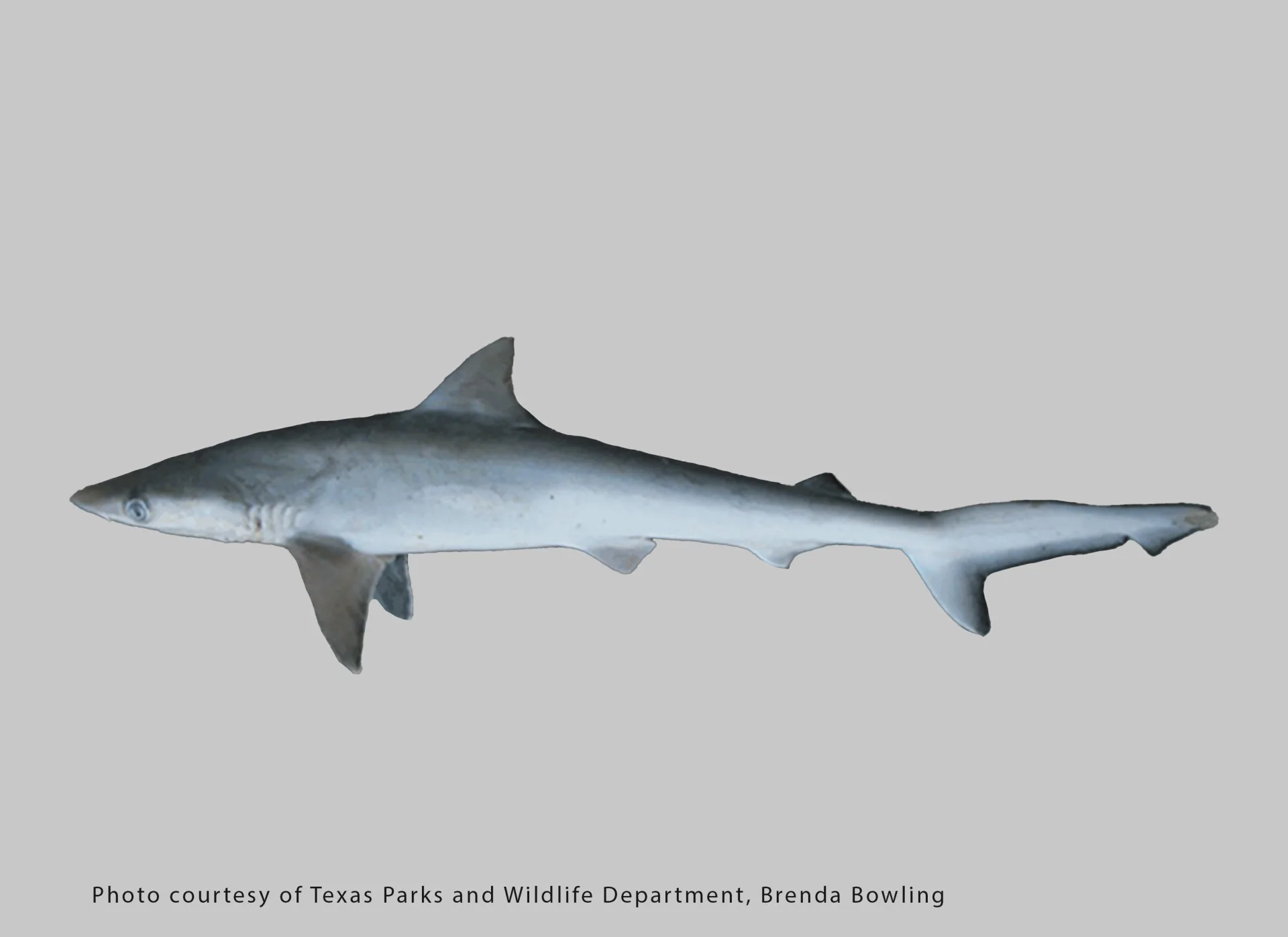 Atlantic Sharpnose Shark