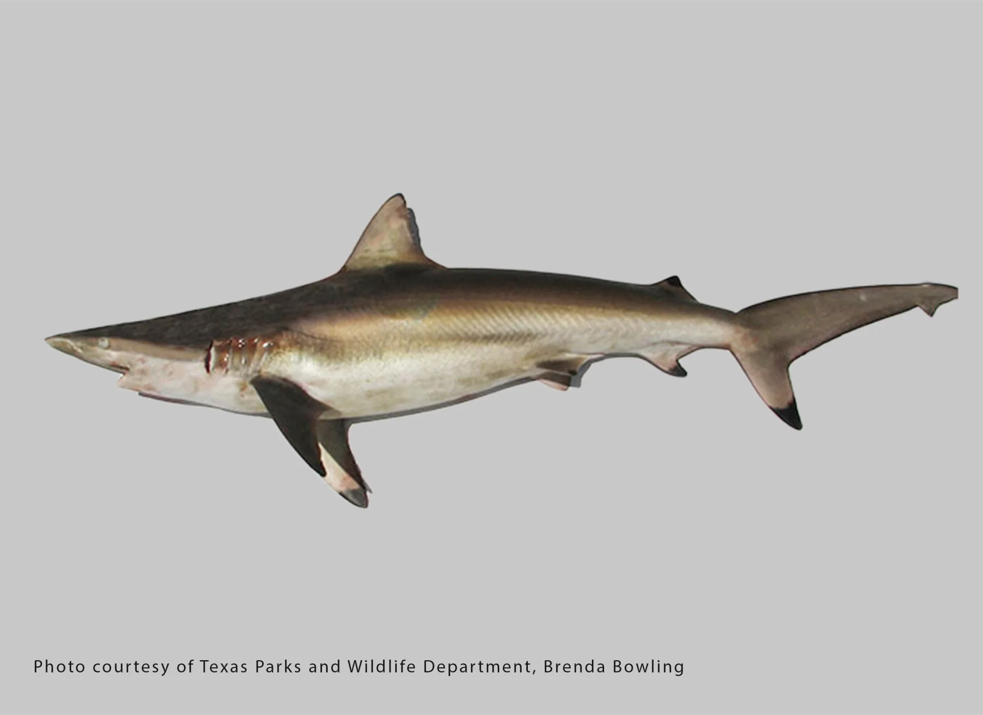 Spinner Shark