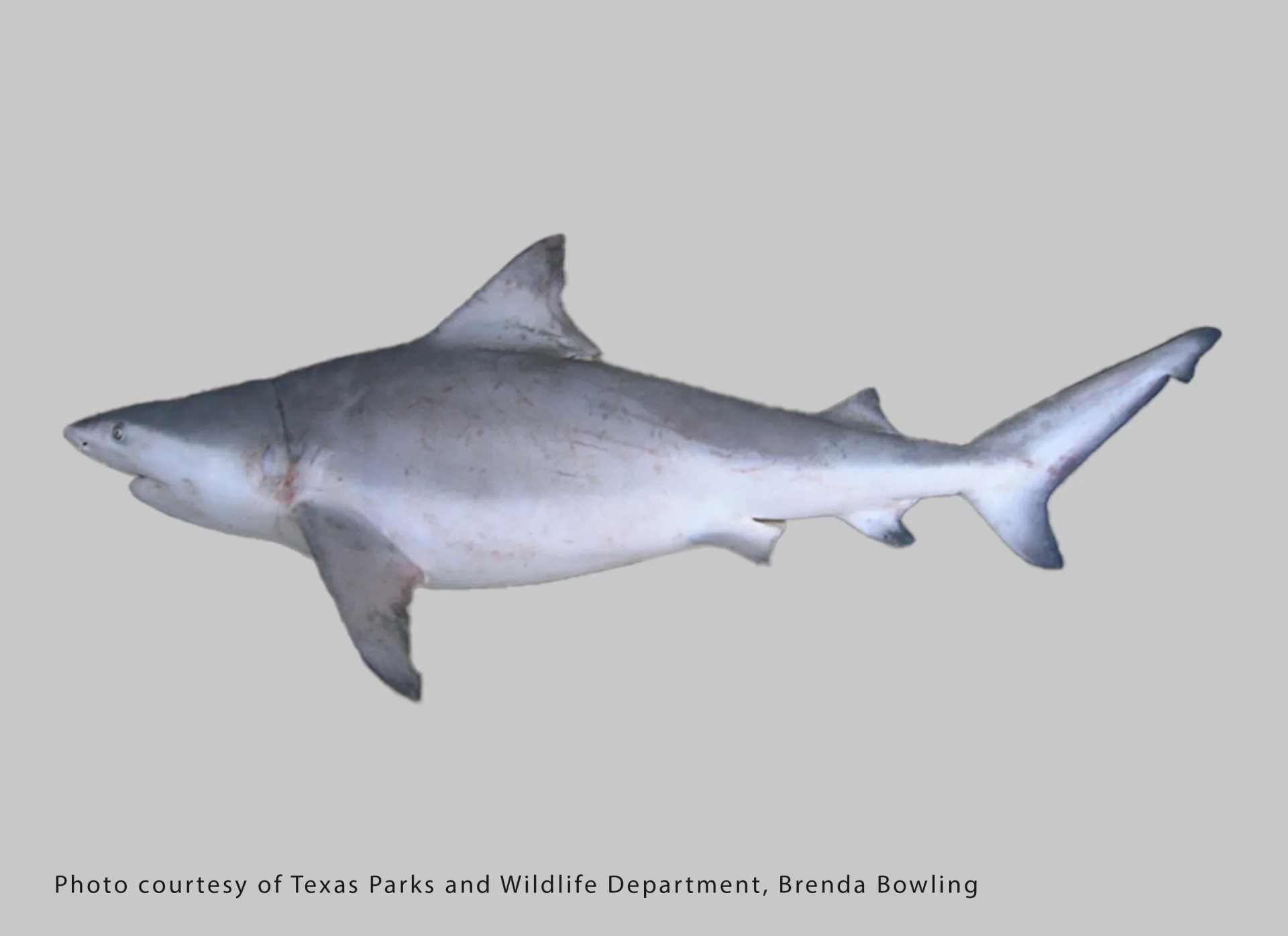 Bull Shark