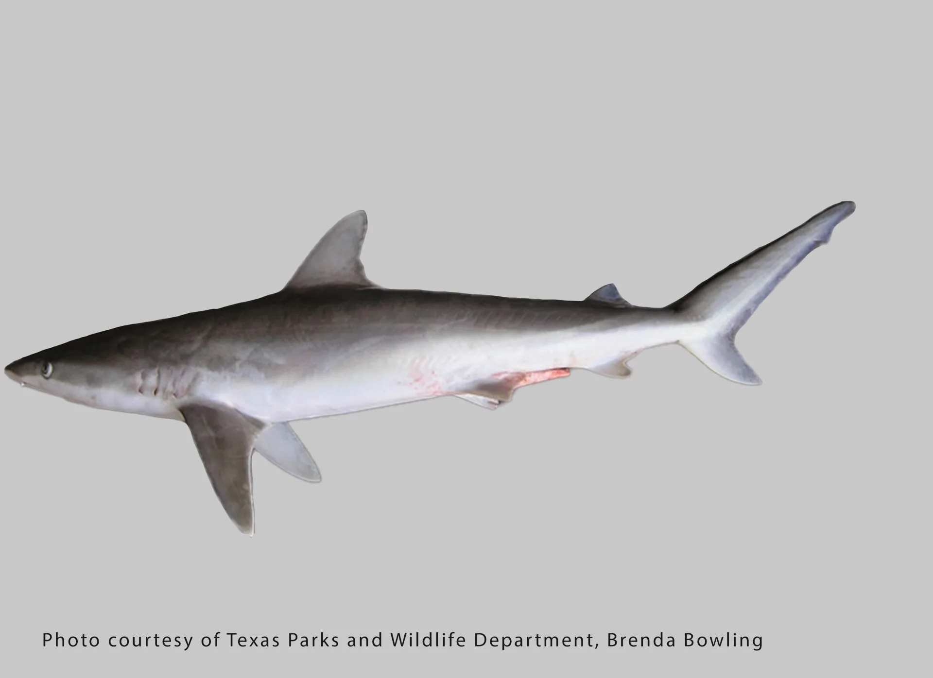 Blacknose Shark