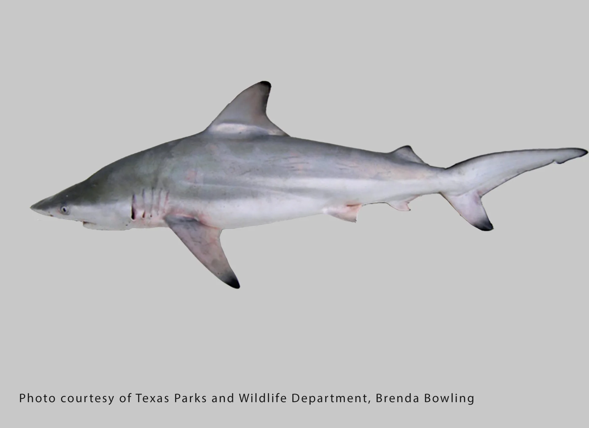 Blacktip Shark
