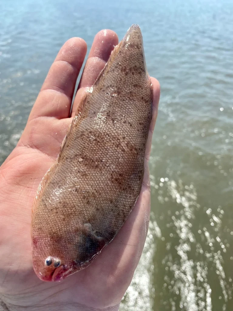 A blackcheek tonguefish caught during a recent EFMC trawl