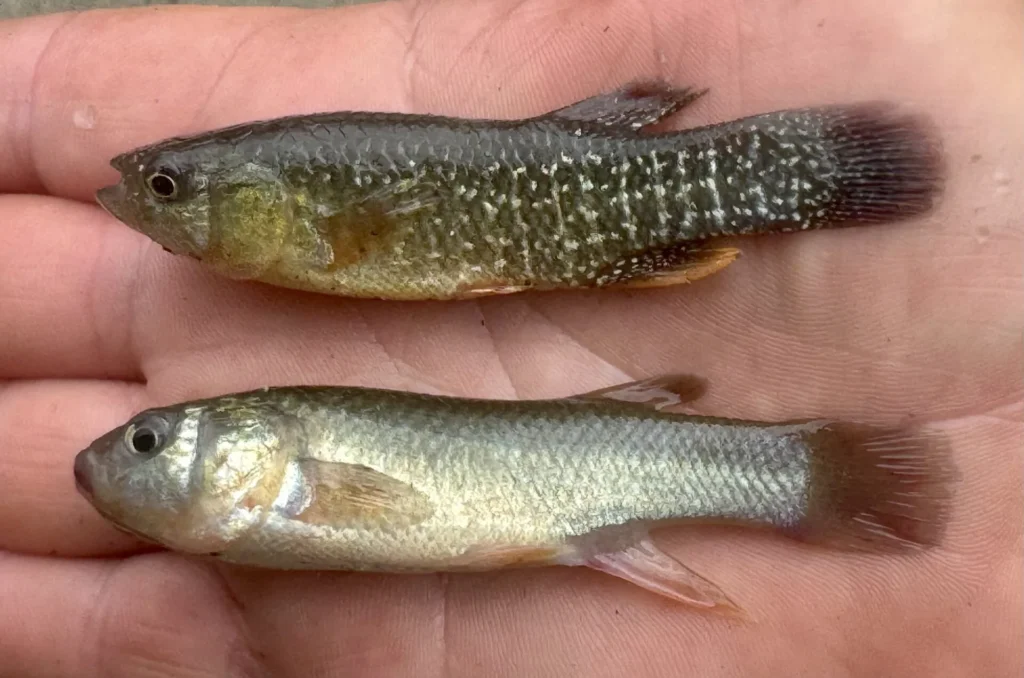 A male mummichog (top) and female mummichog (bottom)