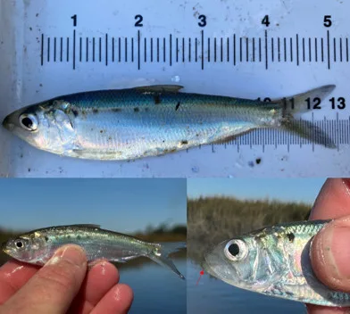 Juvenile Hickory Shad recently caught in Doboy Sound during EFMC sampling.